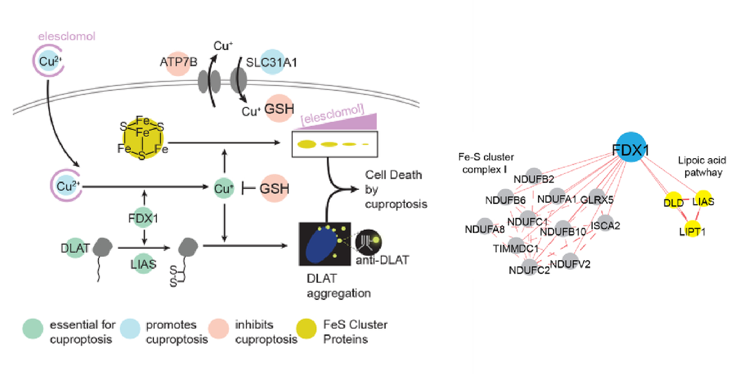 铜离子死亡机制，是在FDX1以及LIAS这些因子的作用下共同导致的