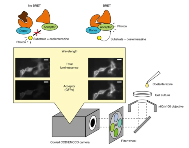 生物发光能量共振转移技术（BRET）