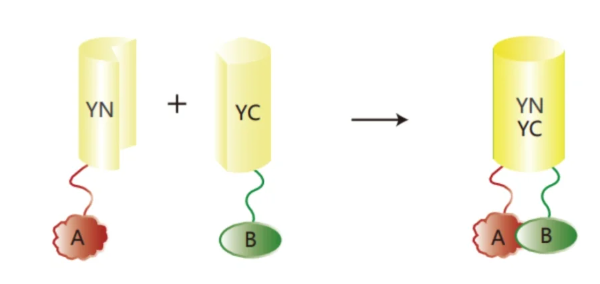 双分子荧光互补技术（BIFC）