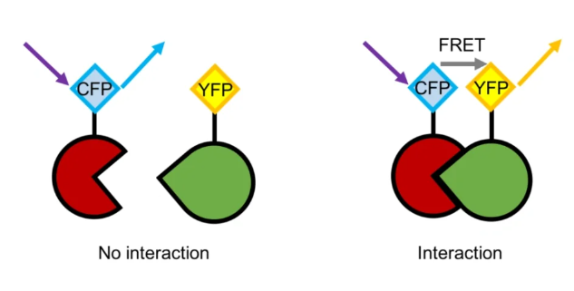 荧光共振能量转移技术（FRET）