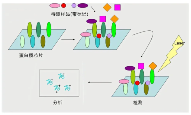 抗体与蛋白质阵列技术