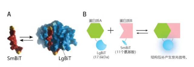 NanoBiT 蛋白互补技术