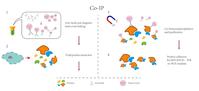 免疫共沉淀技术（Co-IP）
