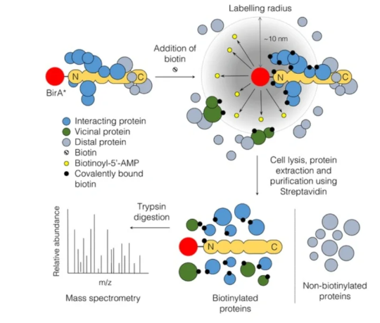 邻近蛋白标记技术