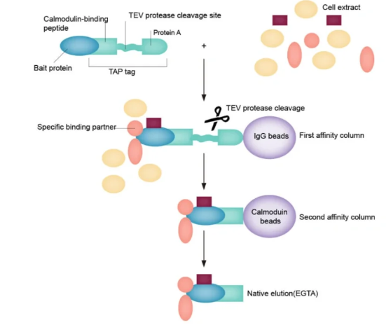 串联亲和纯化技术（TAP）
