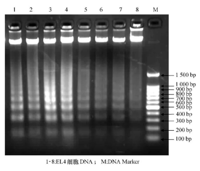 DNA片段化分析法