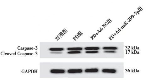 Caspase-3活性检测法