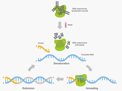 热启动PCR