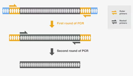 巢式PCR