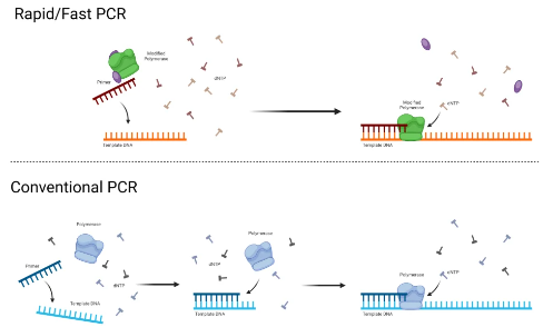 快速PCR