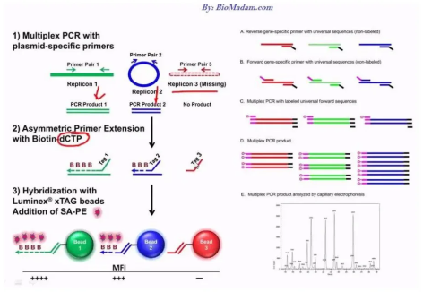 多重PCR