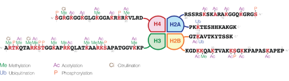 组蛋白磷酸化