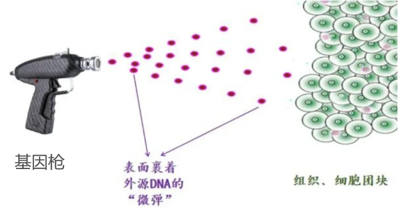 基因枪法