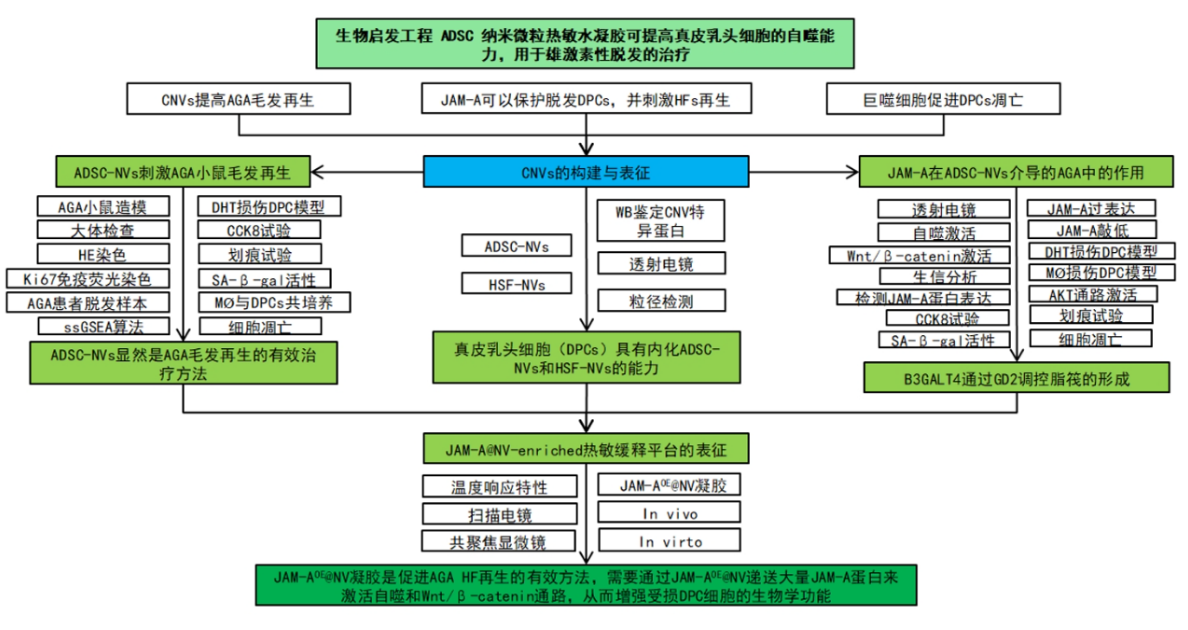 ADSC纳米微粒热敏水凝胶可提高真皮乳头细胞的自噬能力